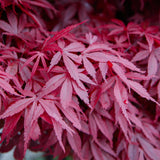 Green boutiQ - Tuinplant - Acer palmatum Skeeters Broom - Japanse Esdoorn - Bladverliezend - Rood - 1 - Pot 26cm - Hoogte 90cm