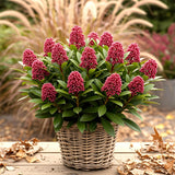 Green boutiQ - Terrasplant - Skimmia japonica Rubella - Boem Rood - 15+ Bloemen - 3 Planten - Winterhard - Pot 15cm Hoogte 30cm