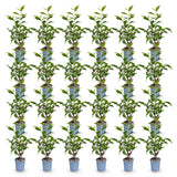Green boutiQ - 24x Prunus lusitanica Angustifolia - Portugese Laurier - Haagplanten - Groenblijvend - Groen - Pot 9cm - Hoogte 25-35cm