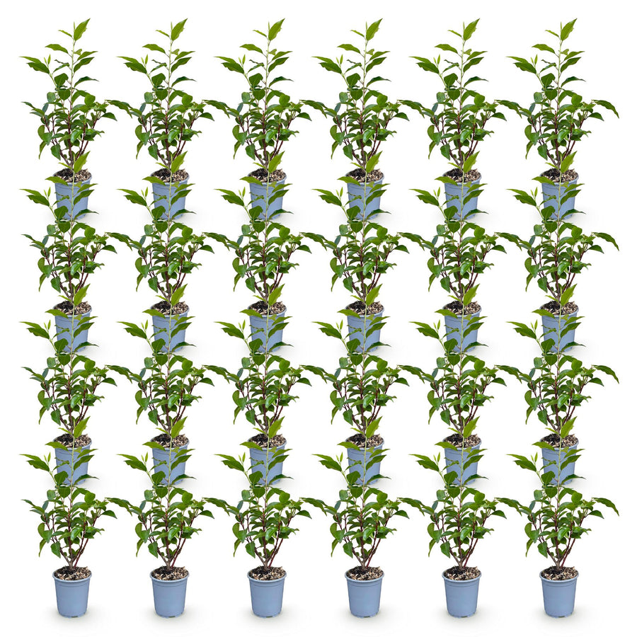 Prunus lusitanica Angustifolia — Portugese laurierhaag, 24 stuks, 25-35 cm
