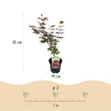 Green boutiQ - Terrasplant - Japanse Esdoorn - Acer palmatum Atropurpureum - Paars - 1 Plant - Bladverliezend - Pot 19cm Hoogte 70cm