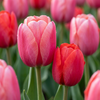 160x Tulipa Pink - Red - Tulp - Roze en Rood - Voorjaarsbloeier - Bolmaat 10/12