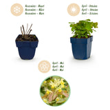 Green boutiQ - Vasteplant - Epimedium perralch. Frohnleiten - Elfenbloem - Schaduw - Geel - 24 Planten - Pot 11cm - Hoogte 15-25cm