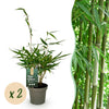 Green boutiQ - Grassen - Fargesia robusta Pingwu - Niet Woekerende Bamboe - Bladhoudend - Groen - 2 Planten - Pot 14 cm - Hoogte 35 cm