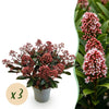 Green boutiQ - Terrasplant - Skimmia japonica Rubella - Boem Rood - 15+ Bloemen - 3 Planten - Winterhard - Pot 15cm Hoogte 30cm