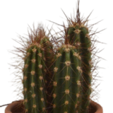 Cactus mix 5.5 cm - 5x - in terracotta pot