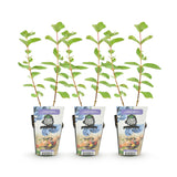 Green boutiQ - Fruitplanten - Honingbes - Lonicera caerulea Kamtschatica - Winterhard - 3 Planten - Pot9 cm - BlauwBes