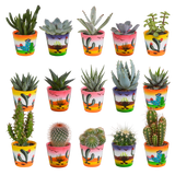 Cactus en vetplanten mix 5.5 cm | 15 stuks - in Mexicaanse pot