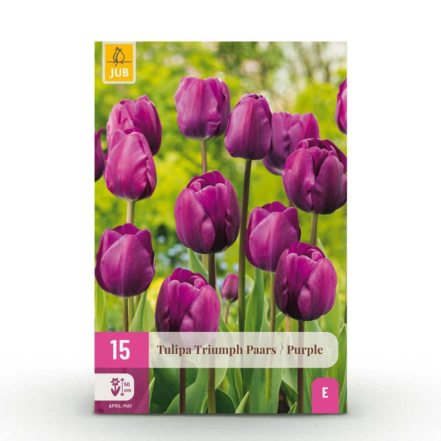 Tulpenbollen Triumph Purple — paars, 15 stuks (bolmaat 11/12)
