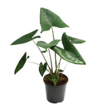 Alocasia Zebrina - Ø21cm - ↕80cm