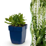 Green boutiQ - Vasteplant - Salvia nem. Schneehügel - Salie - Bijen en Vlinderlokkers - Wit - 6 Planten - Pot 11cm - Hoogte 15-25cm