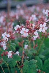24x Geranium macr. 'Spessart' - ↕10-25cm - Ø9cm