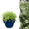 Green boutiQ - Vasteplant - Thymus praecox Albiflorus - Witte kruiptijm - Geurend - Wit - 6 Planten - Pot 11cm - Hoogte 15-25cm