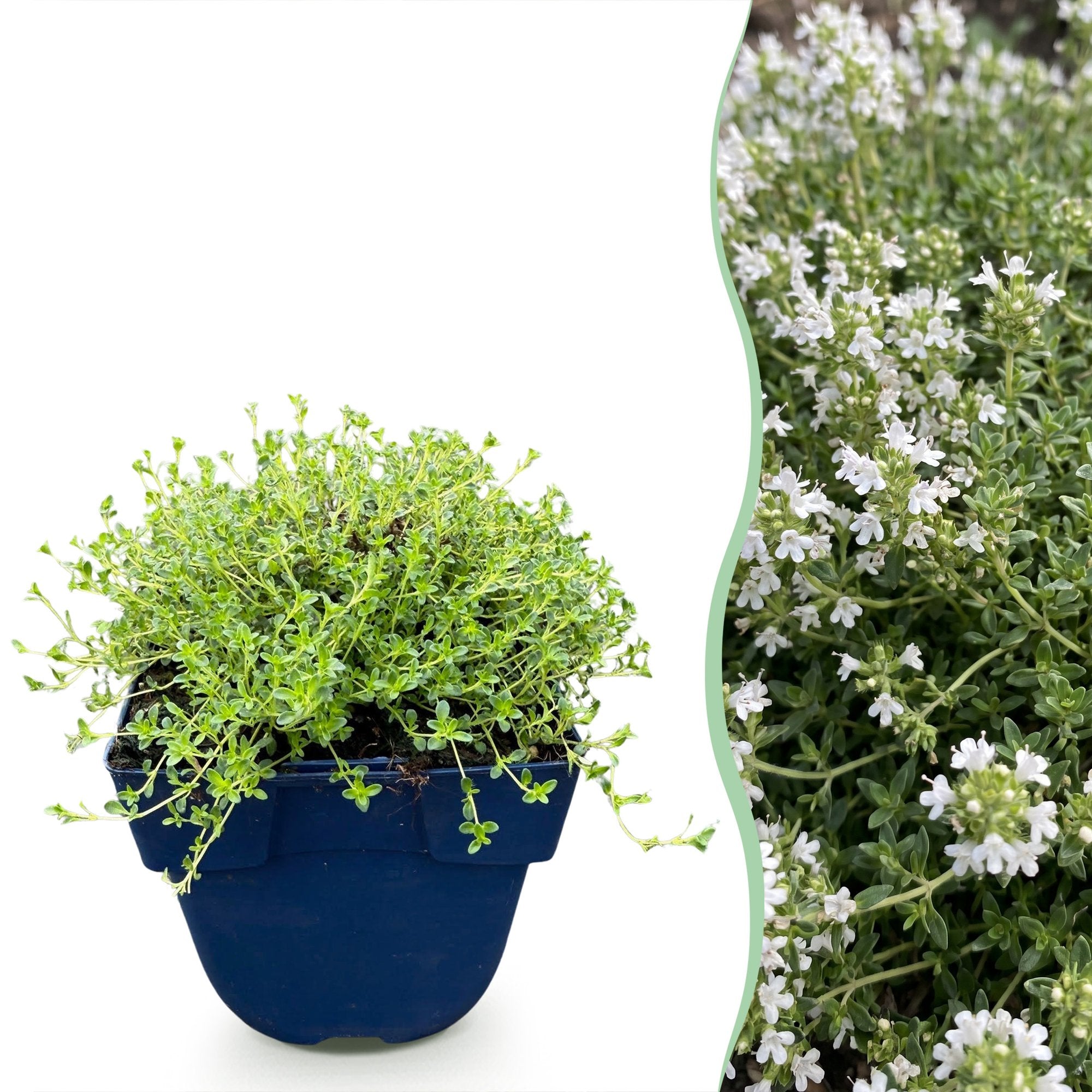 Green boutiQ - Vasteplant - Thymus praecox Albiflorus - Witte kruiptijm - Geurend - Wit - 6 Planten - Pot 11cm - Hoogte 15-25cm