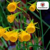 Narcisbollen Golden Bells — kleine gele narcis, 25 stuks