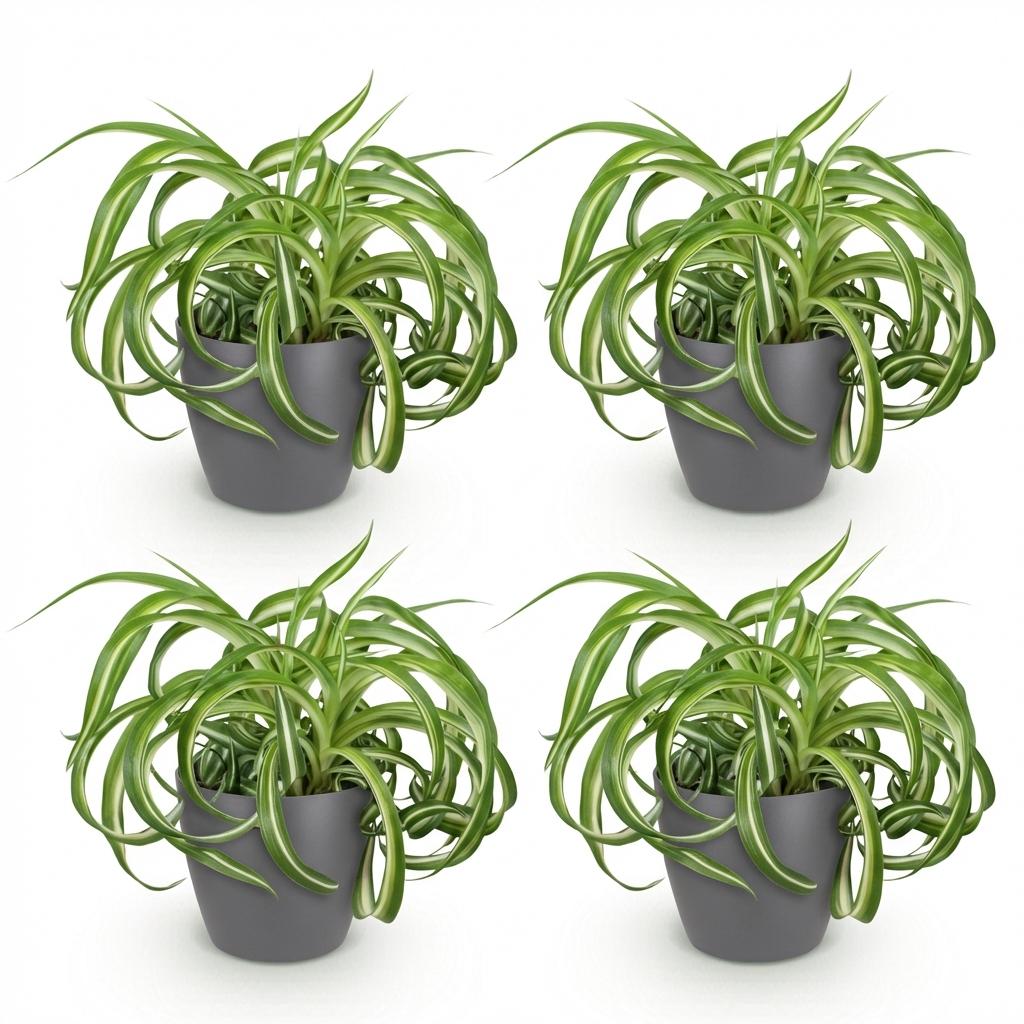 Green boutiQ - Kamerplant - Chlorophytum comosum Bonnie - Krullende Graslelie - Huisdiervriendelijke Plant - Groen - 4 Planten - met Potter Grijs - Pot 12cm - Hoogte 20cm