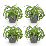 Green boutiQ - Kamerplant - Chlorophytum comosum Bonnie - Krullende Graslelie - Huisdiervriendelijke Plant - Groen - 4 Planten - met Potter Grijs - Pot 12cm - Hoogte 20cm