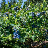 Green boutiQ - Fruitplant - Bosbes -Vaccinium corymbosum Goldtraube -Blauwe bes - Doornloos - 2 planten -Pot 11cm Hoogte 40cm