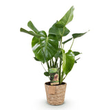 Green BoutiQ - Green is... Kamerplanten - Monstera Deliciosa - Gatenplant - Weinig onderhoud - met mand - Groen - 1 Plant - Pot 21cm - Hoogte 70-80cm