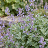 Green boutiQ - Vasteplant - Nepeta faassenii - Kattenkruid - Bijen- en vlinderlokkers - Paars - 12 Planten - Pot 11cm - Hoogte 15-25cm