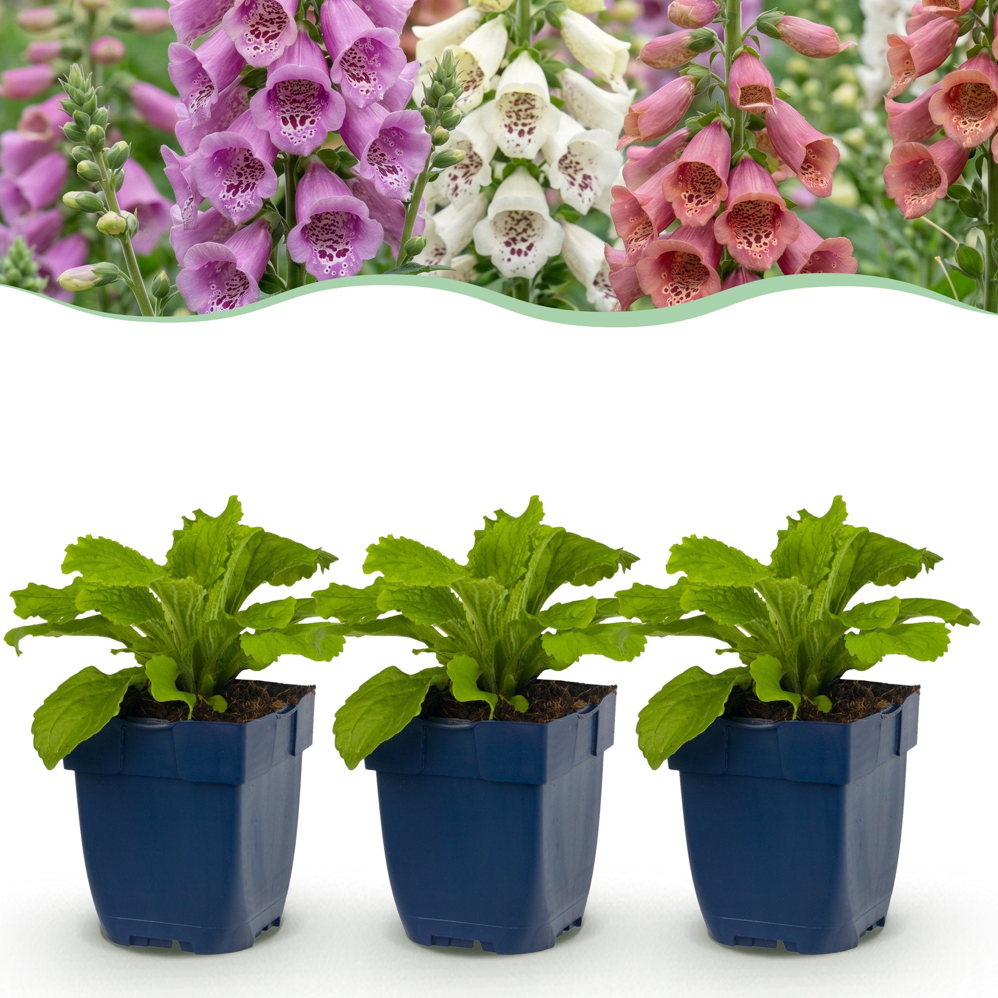 Green boutiQ - Vasteplant - Digitalis Tricolour - Vingerhoedskruid - Schaduw - Roze - Paars - Wit - 6 Planten - Pot 11cm - Hoogte 15-25cm