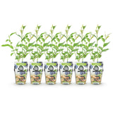 Green boutiQ - Fruitplanten - Blauwe Bes - Vaccinium corymbossum Goldtraube - Winterhard - 6 Planten - Pot 9 cm - Blauwe Bes