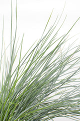 Festuca glauca Azura Blue - Ø19cm - ↕40cm - Ø14 - ↨30cm