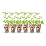 Green boutiQ - Fruitplanten - Japanse Wijnbes - Rubus Phoenicolasius - Winterhard - 6 Planten - Pot 9 cm - Rode Bes