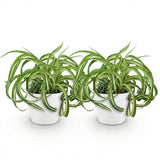 Green boutiQ - Kamerplant - Chlorophytum comosum Bonnie - Krullende Graslelie - Huisdiervriendelijke Plant - Groen - 2 Planten - met Potter Wit - Pot 12cm - Hoogte 20cm