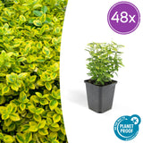 48x Euonymus fort. 'Emerald 'n Gold’ - ↕10-25cm - Ø9cm
