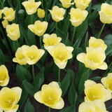 Tulpenbollen World Friendship — lichtgele tulp, 20 stuks (maat 11/12)