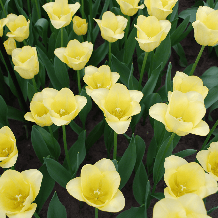 Tulpenbollen World Friendship — lichtgele tulp, 20 stuks (maat 11/12)