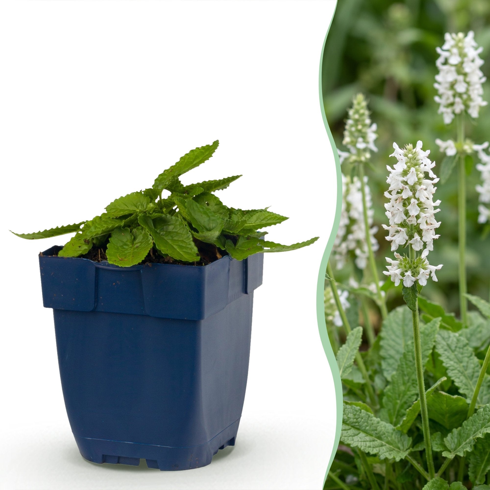 Green boutiQ - Vasteplant - Stachys off. Alba - Ezeloor - Bijen- en vlinderlokkers - Wit - 6 Planten - Pot 11cm - Hoogte 15-25cm