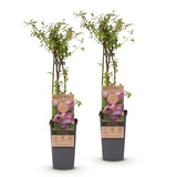 Green boutiQ - Fruitplant - Vaccinium cor. Pink Lemonade - Roze Bosbes - Winterhard - Roze Bes - 2 Planten - Pot 15cm - Hoogte 50cm