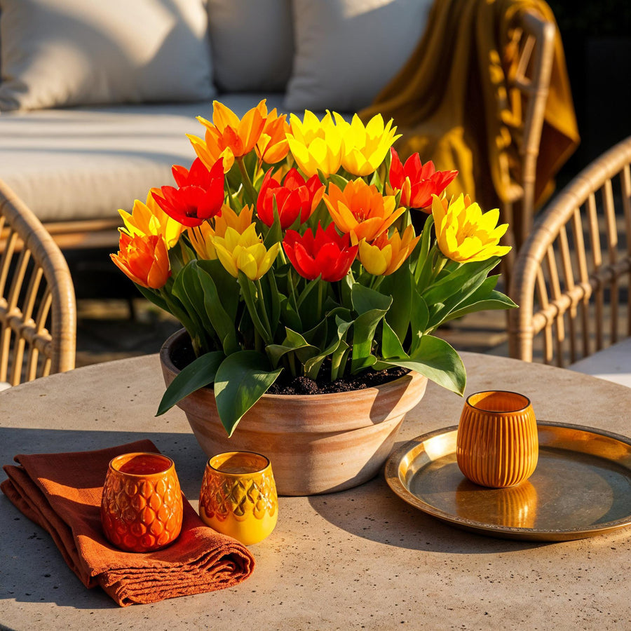 Tulpenbollen Praestans mix — gemengde kleuren, 25 stuks (bolmaat 8/9)