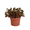 Peperomia graveolens - zonder pot