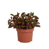 Peperomia graveolens - zonder pot