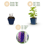 Green boutiQ - Vasteplant - Delphinium Tricolour - Ridderspoor - Bijen- en vlinderlokkers - Paars - Roze - Wit - 12 Planten - Pot 11cm - Hoogte 15-25cm