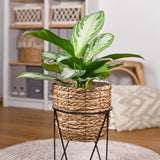Green BoutiQ - Green is... Kamerplanten - Aglaonema Silver Bay - Zilverblad - Weinig onderhoud - Groen - 1 Plant - Pot 17cm - Hoogte 70-75cm
