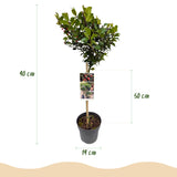 Green boutiQ - Plant op Stam - Ilex meserveae Blue Maid - Terras Plant - Bladhoudend - Winterhard - Rode Bes - Pot 19cm Hoogte 90cm