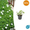 60x Geranium sang. 'Album' - ↕10-25cm - Ø9cm
