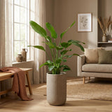 Strelitzia Nicolai - 170 cm - ⌀24