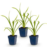 Green boutiQ - Vasteplant - Hemerocallis Summer Wine - Daglelie - Bijen en Vlinderlokkers - Paars - 3 Planten - Pot 11cm - Hoogte 15-25cm