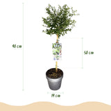 Green boutiQ - Plant op Stam - Ceanothus thyrsiflorus Repens - Terras Plant - Bladhoudend - Winterhard - Paarse Bloem - Pot 19cm Hoogte 90cm