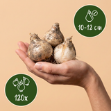 Sieruibollen paars-wit mix — gemengde allium, 120 stuks (maat 10/12)