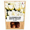 Tulp White Valley — wit