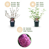 Green boutiQ - Tuinplant - Buddleja davidii Pink Delight - Vlinderstruik - Winterhard - Roze - 1 Plant - Pot 17cm - Hoogte 45cm