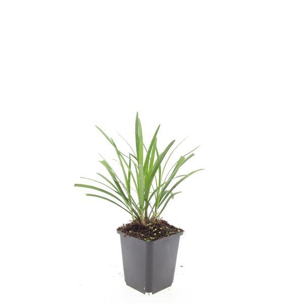 Liriope muscari 'Ingwersen' – 24 planten · pot Ø9 cm · 10-25 cm hoog (foto 2)