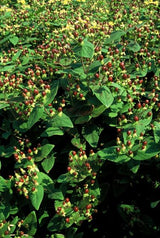 60x Hypericum inodorum 'Beauty' - ↕10-25cm - Ø9cm