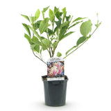 Green boutiQ - Heesters -Magnolia Soulangiana- Bloemen Licht Roze - 1 Plant - Bladverliezend - Weinig Onderhoud - Pot 17cm Hoogte 45cm